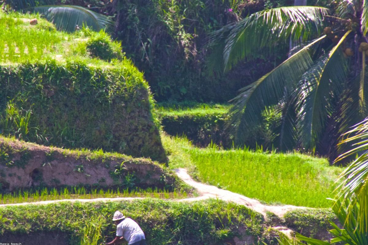Ubud