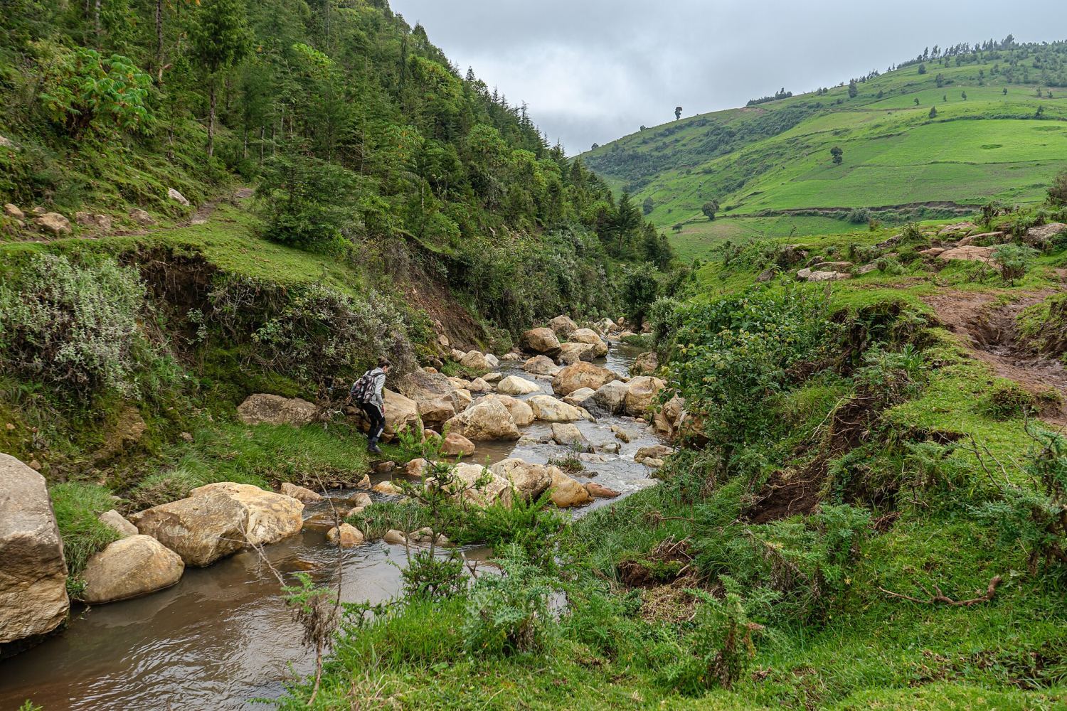 Menagesha: walking through a 500-year-old forest